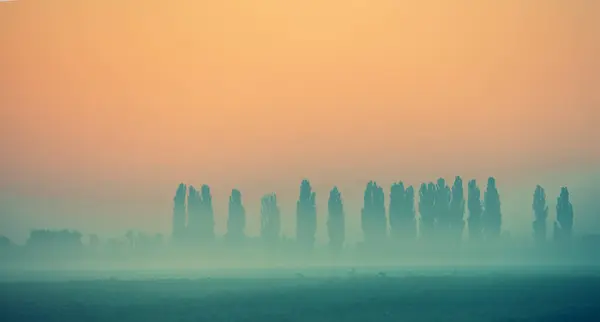 Minimalist landscape. A row of the poplar trees in the field in the early foggy morning. Gradient color