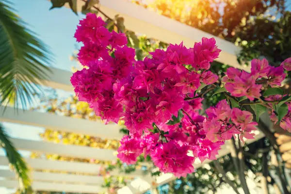 Güneşli bir yaz gününde parktaki Bougainvillea çiçekleri