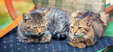 Bahçedeki ters dönmüş sandalyenin yanında iki kedi bir halıya uzanıyor..