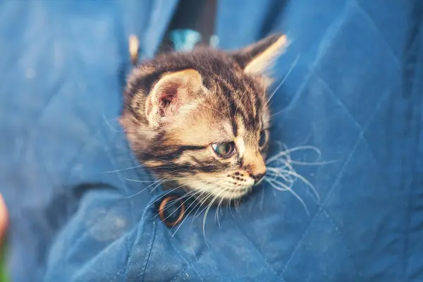 Ein Lustiges Kätzchen Krabbelte Unter Der Jacke Einer Frau Und lizenzfreie Stockbilder