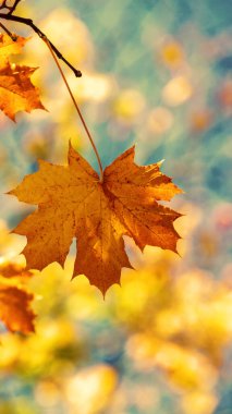 Sonbaharda ormanda portakal yapraklı akçaağaç dalı. Dikey pankart