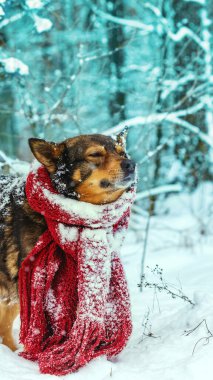 Boynunda örgü bir eşarpla ormanda kar fırtınasında yürüyen bir köpeğin portresi. Dikey pankart