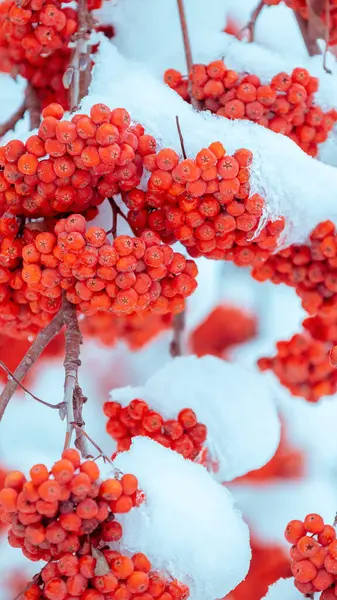 Branches Bunches Red Rowan Covered Snow Winter Nature Background Vertical — Stock Photo, Image