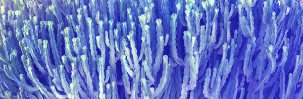 Kakteen Textur Natur Hintergrund Blau Gefärbt Horizontales Banner lizenzfreie Stockfotos
