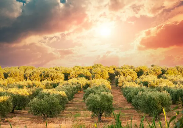 Olivenplantage Auf Einem Hügel Gegen Den Sonnenuntergang Griechenland Europa Stockfoto