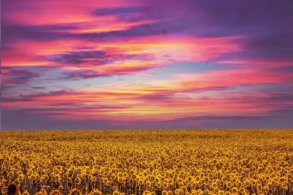 Sonnenblumenfeld Mit Wunderschönem Dramatischem Sonnenuntergang Luftaufnahme Stockfoto
