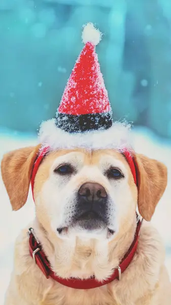 Вертикальний Портрет Собаки Капелюсі Діда Мороза Свіжому Повітрі Сніжну Зиму Стокове Фото