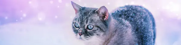 雪が降る冬に雪の上を歩いているシアムの猫の肖像画 横のバナー ストックフォト