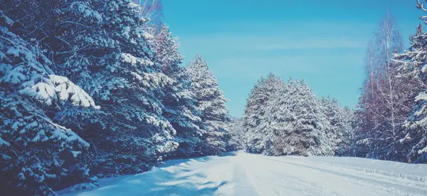 Estrada Nevada Floresta Árvores Cobertas Neve Após Forte Queda Neve Fotos De Bancos De Imagens
