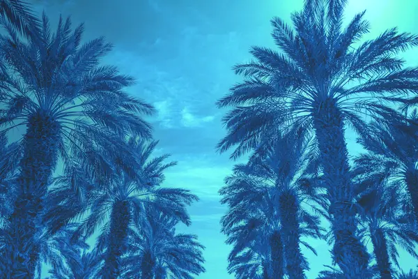 Palmenhain Vor Blauem Himmel Silhouette Von Hohen Palmen Tropische Abendlandschaft lizenzfreie Stockbilder