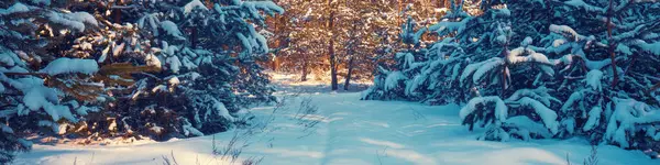 Verschneiter Wald Einem Sonnigen Wintertag Kiefernwald Winter Horizontales Banner Stockbild