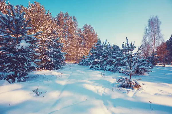 Der Rand Eines Verschneiten Waldes Einem Sonnigen Wintertag Kiefernwald Winter Stockbild