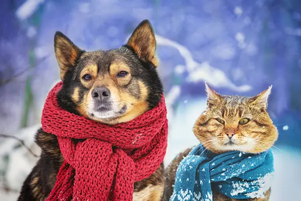 冬の雪の中 野外で犬と猫が一緒に座っている クリスマスシーン ストック写真