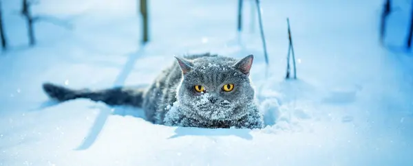 Lustige Blue British Shorthair Katze Kauerte Mit Schnee Und Saß Stockfoto