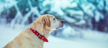 Labrador av köpeği portresi. Kışın karlı bir parkta. Yatay Pankart