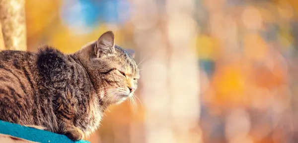 Katze Sitzt Herbst Wald Horizontales Banner lizenzfreie Stockbilder