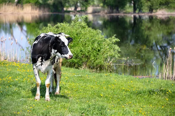 池の近くに芝生を描いた春の黒と白の牛 ストック画像