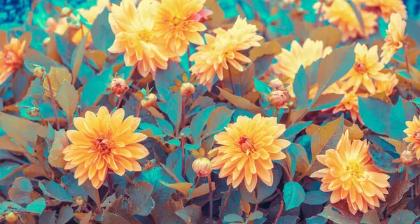 ダリアは庭で花を咲かせている 自然の背景 ロイヤリティフリーのストック写真