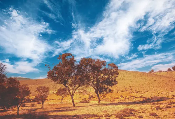 Wüste Mit Schönem Himmel Einem Sonnigen Tag Eukalyptusbäume Der Wüste Stockbild