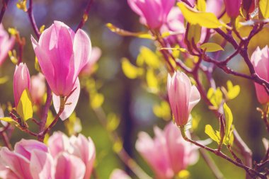 Çiçek açan manolya çiçekleri. İlkbahar. Doğal bağbozumu çiçekli arka plan