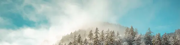 Abeto Cubierto Nieve Ladera Montaña Una Nebulosa Mañana Invierno Banner Imágenes de stock libres de derechos