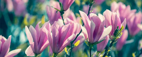 Blommande Magnolia Blommor Det Vår Naturlig Vintage Blommig Bakgrund Horisontell Royaltyfria Stockfoton