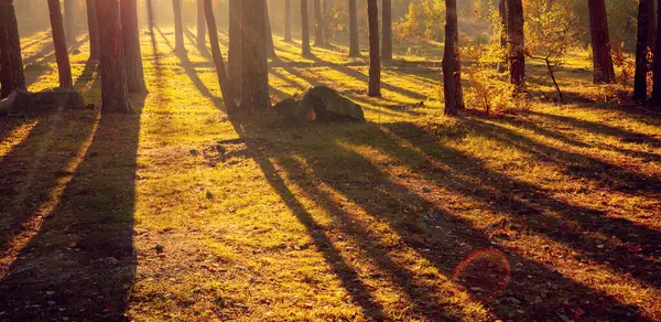 Vacker Dimmig Skog Med Magiskt Ljus Tidigt Morgonen Horisontell Banderoll Royaltyfria Stockfoton