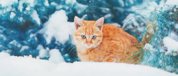 Katt Den Snöiga Skogen Nära Granen Täckt Med Snö Horisontell Stockbild