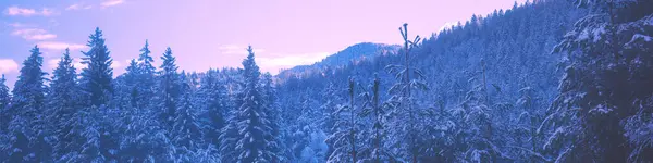 Snötäckta Granar Bergssidan Soluppgången Vintern Horisontell Banderoll Royaltyfria Stockbilder
