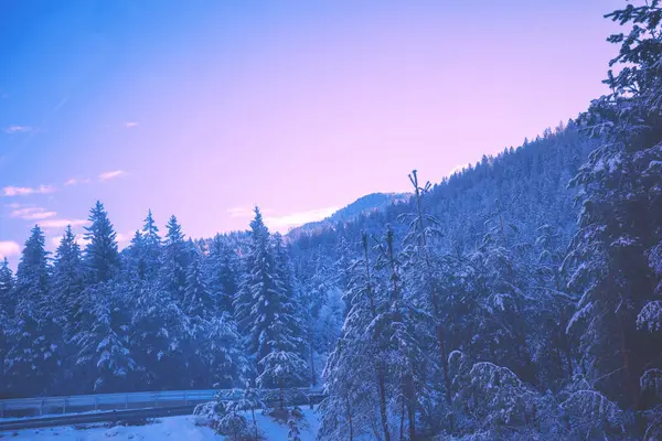 Snötäckta Granar Bergssidan Soluppgången Vintern Vinter Landsbygd Landskap Royaltyfria Stockbilder
