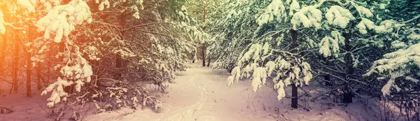 Vinterskog Täckt Med Snö Solig Dag Tallskog Vintern Julbakgrund Horisontell Stockbild