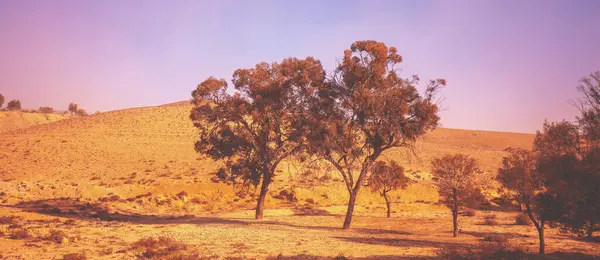 Desert Eucalyptus Arbres Dans Désert Bannière Horizontale Photos De Stock Libres De Droits