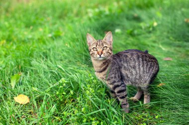 Portrait of a cute cat. Cat walks through tall green grass in the garden