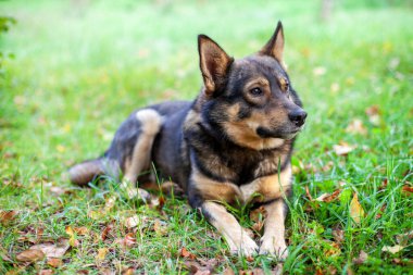 Sonbahar bahçesindeki çimlerin üzerinde yatan köpek.