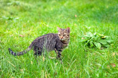 Portrait of a cute cat. Cat walks through tall green grass in the garden
