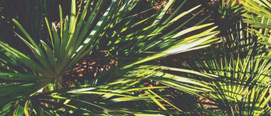 Avuç içi yaprakları. Tropik bir manzara. Güzel tropikal doğa. Yatay Pankart