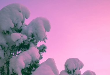 Pembe arka planda karla kaplı ladin dalları. Noel kartı.