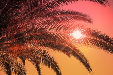 Palmiye yaprakları gün batımında gökyüzüne karşı. Tropikal doğa arka planı;