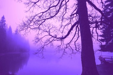 Fir trees around the lake on a misty morning in autumn. Bare tree by the lake. Lake Synevyr in the Carpathian Mountains of Ukraine. Synevyr Poliana National Park in Zakarpattia Oblast. Ukraine clipart