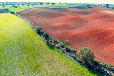 Arable field in autumn. Olive trees on the field. Rural landscape. Rolling fields on the hills. Alvalade, Portugal clipart