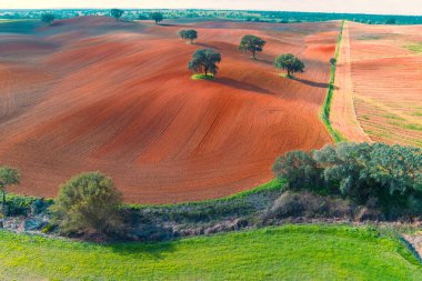 Arable field in autumn. Olive trees on the field. Rural landscape. Rolling fields on the hills. Alvalade, Portugal clipart