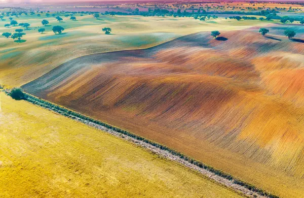 stock image Arable field in autumn. Olive trees on the field. Rural landscape. Rolling fields on the hills. Alvalade, Portugal