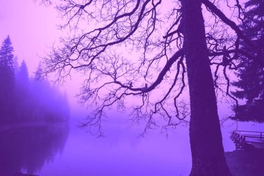 Sonbaharda sisli bir sabahta gölün etrafındaki fidan ağaçları. Göl kenarındaki çıplak ağaç. Ukrayna 'nın Karpat Dağları' ndaki Synevyr Gölü. Zakarpattia Oblastı 'ndaki Synevyr Poliana Ulusal Parkı. Ukrayna