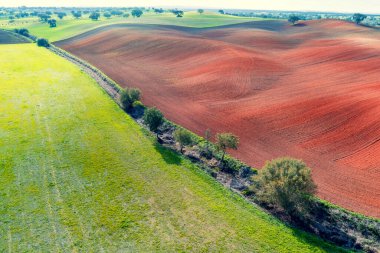 Arable field in autumn. Olive trees on the field. Rural landscape. Rolling fields on the hills. Alvalade, Portugal clipart