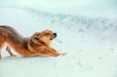 Kızıl kırma köpek kışın karda dışarıda geriniyor.