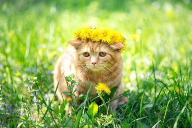 Küçük kızıl bir kedi yavrusu, karahindiba çiçekleri ile taçlandırılmış, karahindiba ile bir çimenlikte yürüyor.