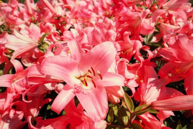 Çiçekli kırmızı zambaklar. Çiçeksel doğa geçmişi