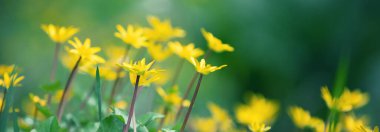 İlkbaharda Ficaria verna çiçeği. Doğa geçmişi. Yatay Pankart