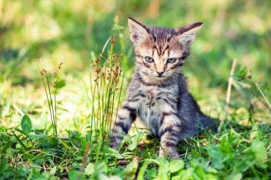 Küçük kedi yavrusu yaz bahçesinde çimlerde yürüyor.