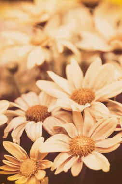 Günbatımında klasik çiçek arkaplanı. Dikey pankart